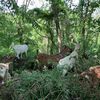 Riverside Park Welcomes 25 Goats For 'Goatham City' Project